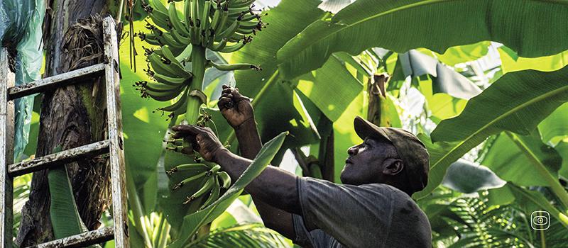 pesticides in french antilles