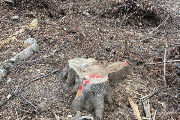 The Loddging Business